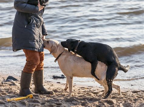 frau hund sex|Sex mit dem Hund ist trotz Verboten häufiger als vermutet